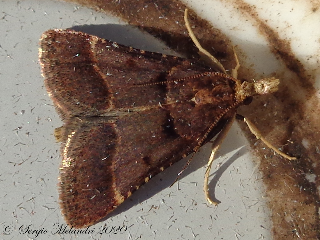 ID Falena 1: Stemmatophora brunnealis - Pyralidae